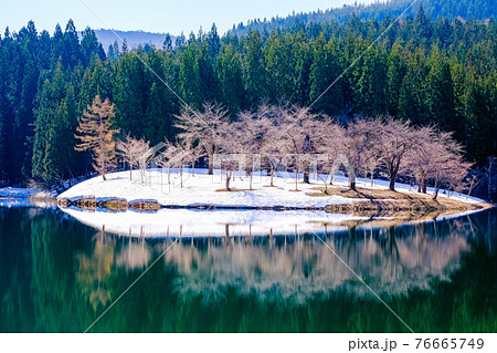 中子池の桜の写真素材