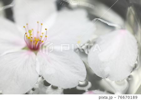 浮かせ花の写真素材