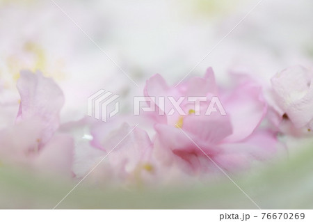 浮かせ花の写真素材