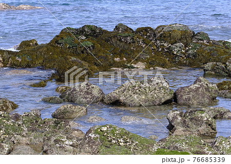 ひじき 海藻の写真素材 ひじき 海藻の写真素材