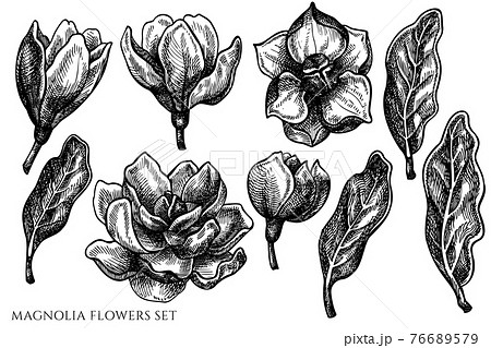 アジアン 蓮 ハスの花 イラストの写真素材