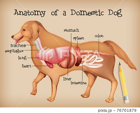 犬 解剖学 家庭的 ベクタのイラスト素材