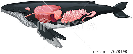 鯨のお腹 クジラの写真素材