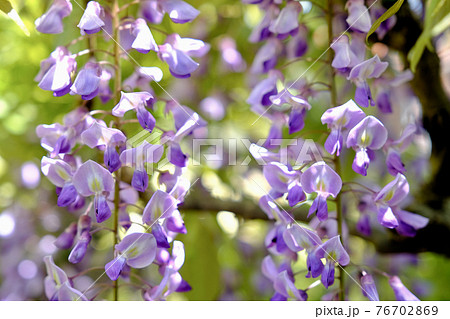 藤の蔓の写真素材