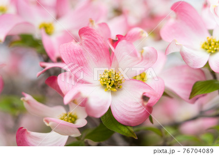 ハナミズキ 白 花 はなみずきの写真素材