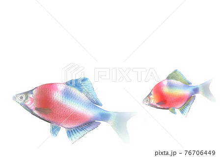 鯉 魚 綺麗 川のイラスト素材