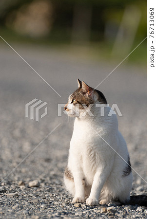 猫 ネコ 座る 横向きの写真素材