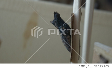 蝶 羽化 アゲハ蝶 蛹の写真素材
