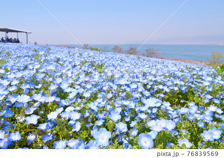 花畑 ネモフィラ 青色 水色の写真素材