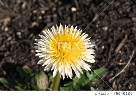 ダンデライオン 花の写真素材