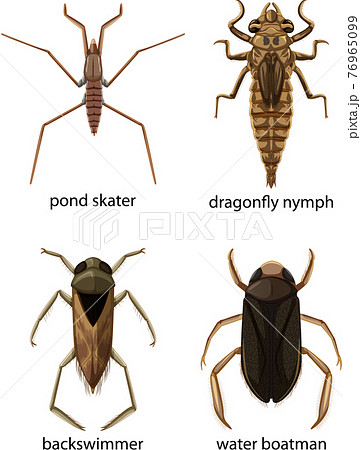 ヤゴのイラスト素材 Pixta