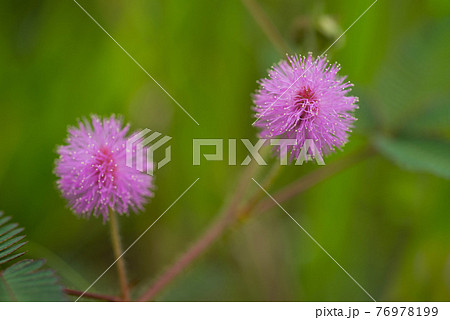 おじぎ草の花の写真素材