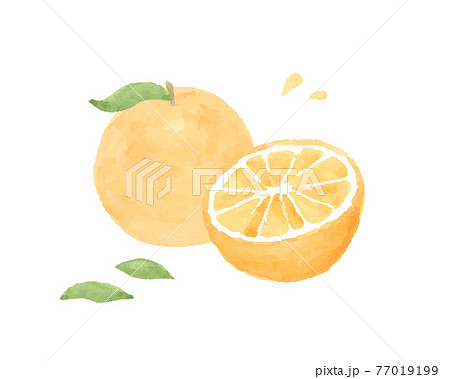 みかん 蜜柑 果物 断面のイラスト素材