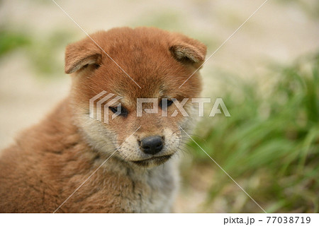 犬 顔 柴犬 正面の写真素材