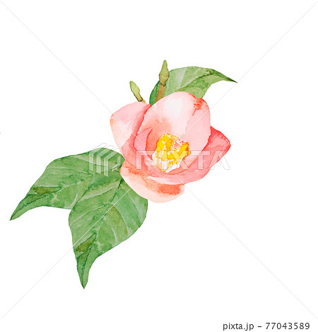 椿 水彩画 花 水彩の写真素材 - PIXTA