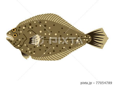 カレイ ヒラメのイラスト素材集 ピクスタ