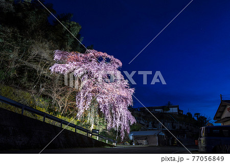 幻想的な桜の写真素材