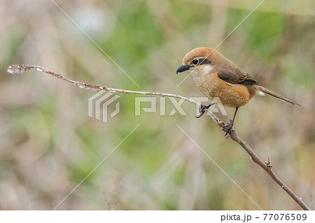 モズ かわいいの写真素材