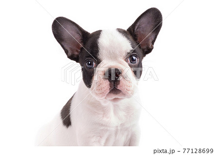 犬 フレンチブルドッグ スタジオ 白黒の写真素材