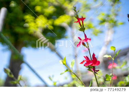 セージ 花 ハーブ 唇状花の写真素材