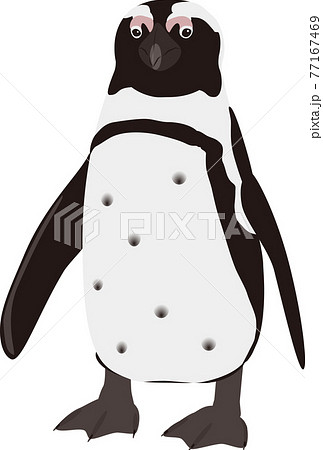 ケープペンギンのイラスト素材 ケープペンギンのイラスト素材