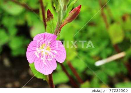 アカバナユウゲショウ 桃色 雑草 野草の写真素材