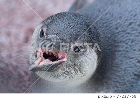 動物の口の写真素材