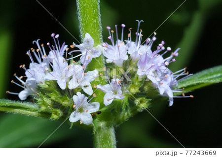 ニホンハッカ 薄荷 ハッカ油 シソ科の写真素材