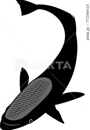 コバンザメのイラスト素材