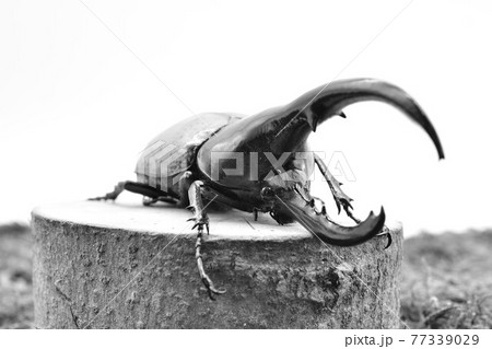 ヘラクレスオオカブト 虫の写真素材