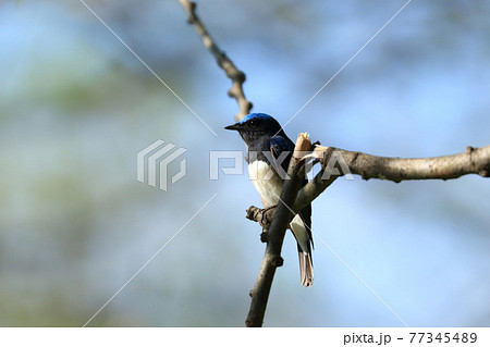 オオルリ 青い鳥 きれい 綺麗の写真素材