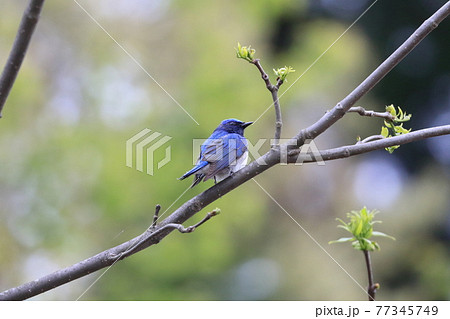 オオルリ 青い鳥 きれい 綺麗の写真素材