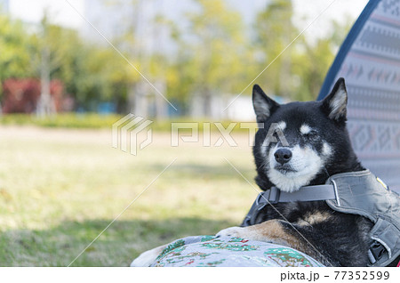 犬キャンの写真素材