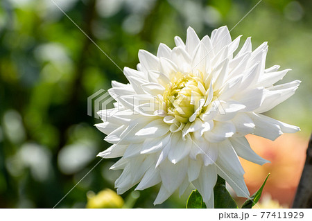 花 壁紙 カード 大輪の写真素材 花 壁紙 カード 大輪の写真素材