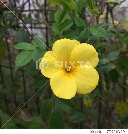 雲南月光花の写真素材