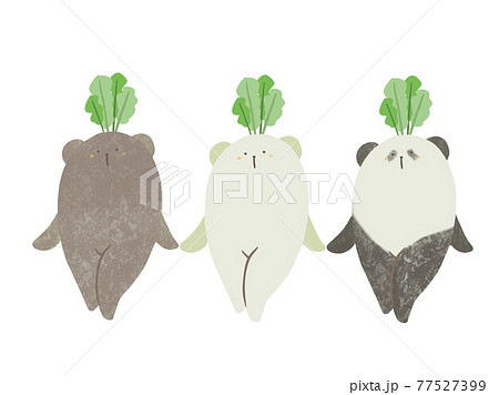 畑 大根 おもしろい 野菜の写真素材