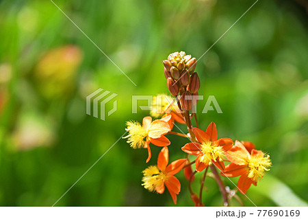 花びら5枚 花 5枚の写真素材