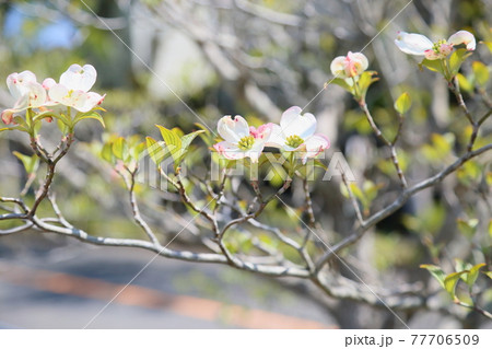 ハナミズキ 綺麗 可愛い 花の写真素材