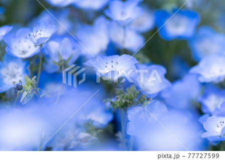 ネモフィラ 草花 花 壁紙の写真素材