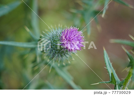 葉 アザミ 薊 トゲの写真素材