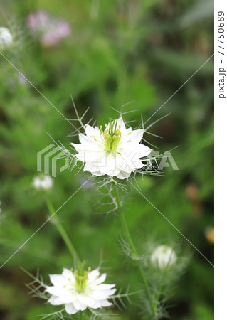 キンポウゲ 金鳳花 花 花畑の写真素材