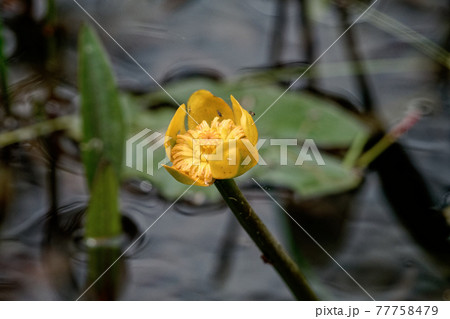 コウホネ 河骨 花 植物の写真素材