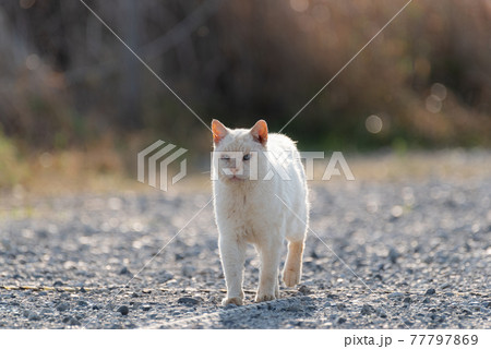 歩く猫 ちょっと怖い顔の猫の写真素材