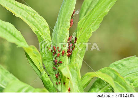 赤いアブラムシ セイタカアワダチソウヒゲナガアブラムシの写真素材