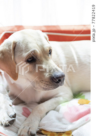 犬 ラブラドールレトリバー 茶色 横顔の写真素材