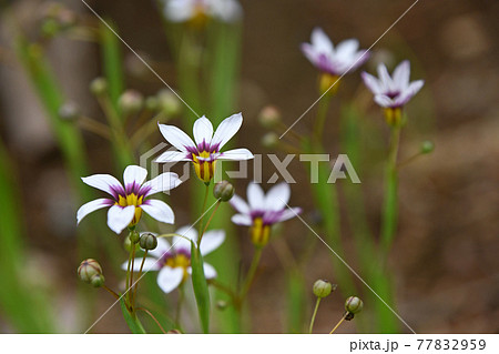 道端に咲く花の写真素材