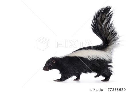 スカンク 可愛いの写真素材
