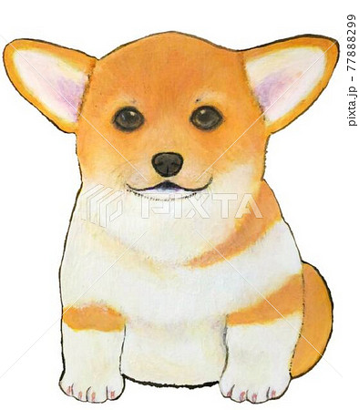 Corgi Illustrations