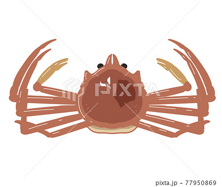ズワイガニのイラスト素材