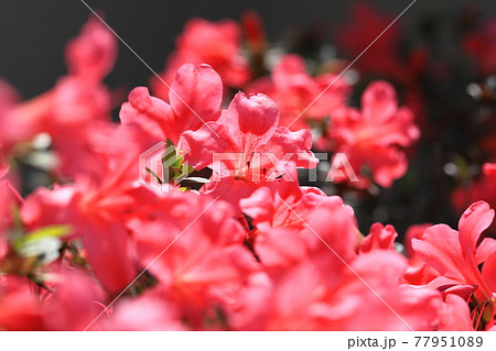 アゼリア 花の写真素材